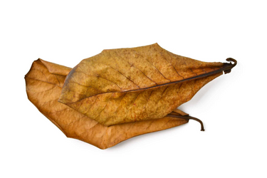 Catappa Leaves 15-25cm, 10 pcs/pk